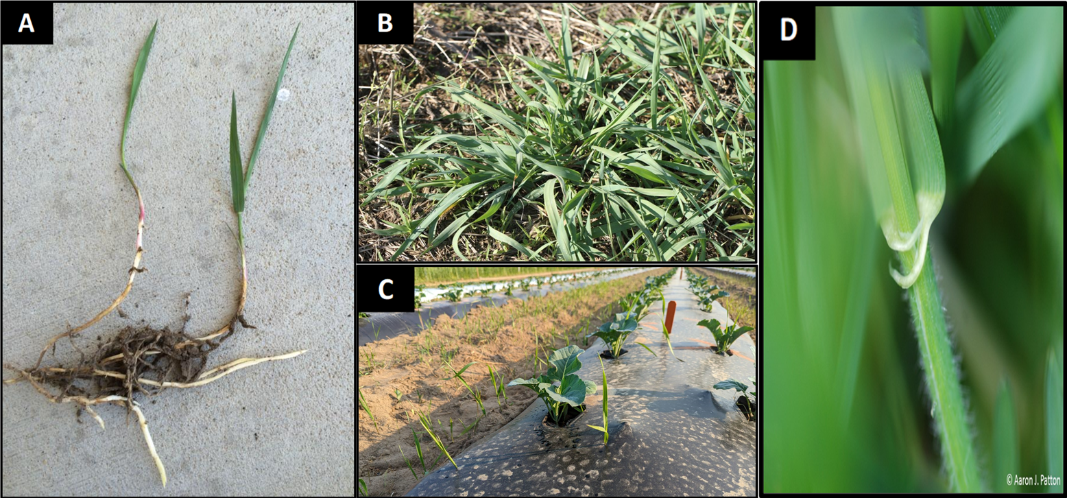 A collage of quackgrass images.